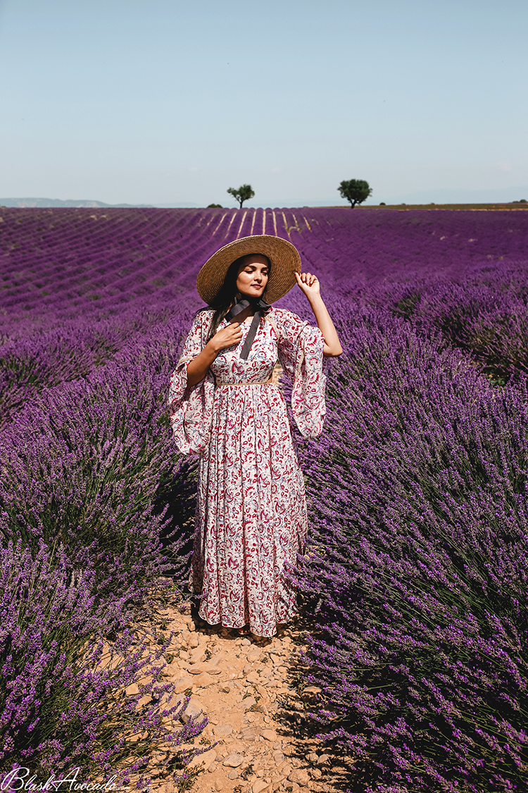 Les fameux champs de lavande sur le plateau de Valensole